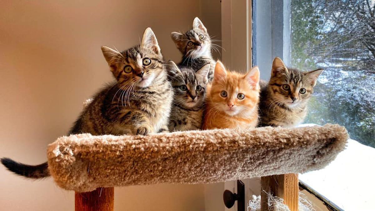 Gemes banget! 6 tempat Wisata Unik Untuk Para Pecinta Kucing