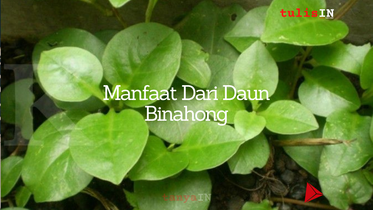 Manfaat Dari Daun Binahong