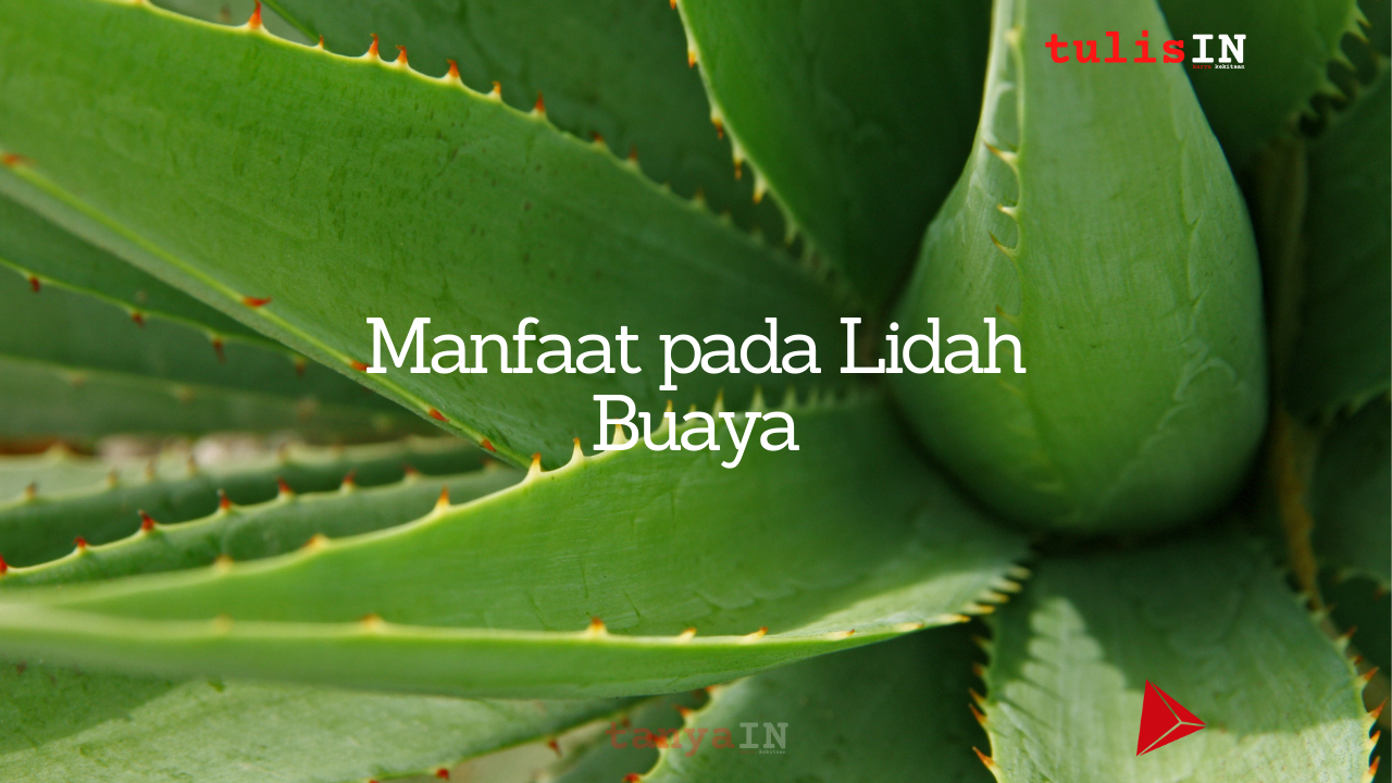 Manfaat pada Lidah Buaya