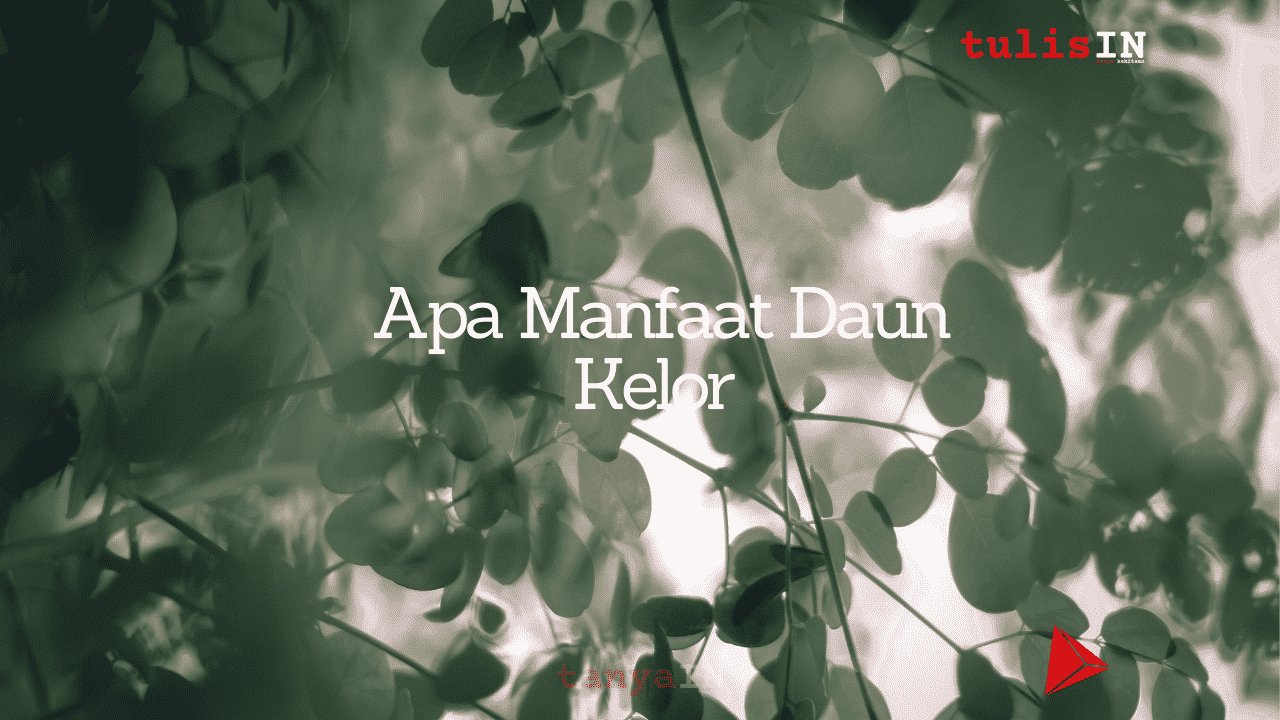 Apa Manfaat Daun Kelor