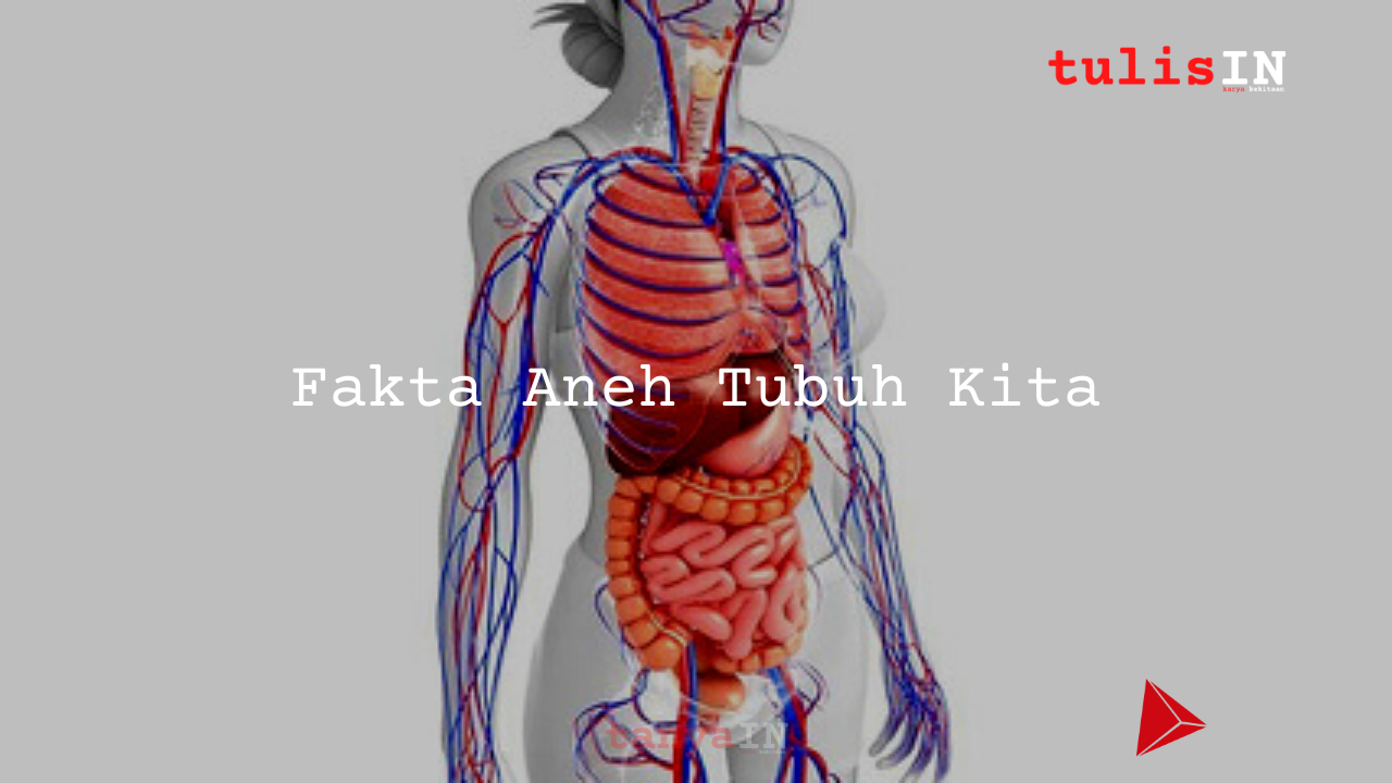 Fakta Aneh Tubuh Kita