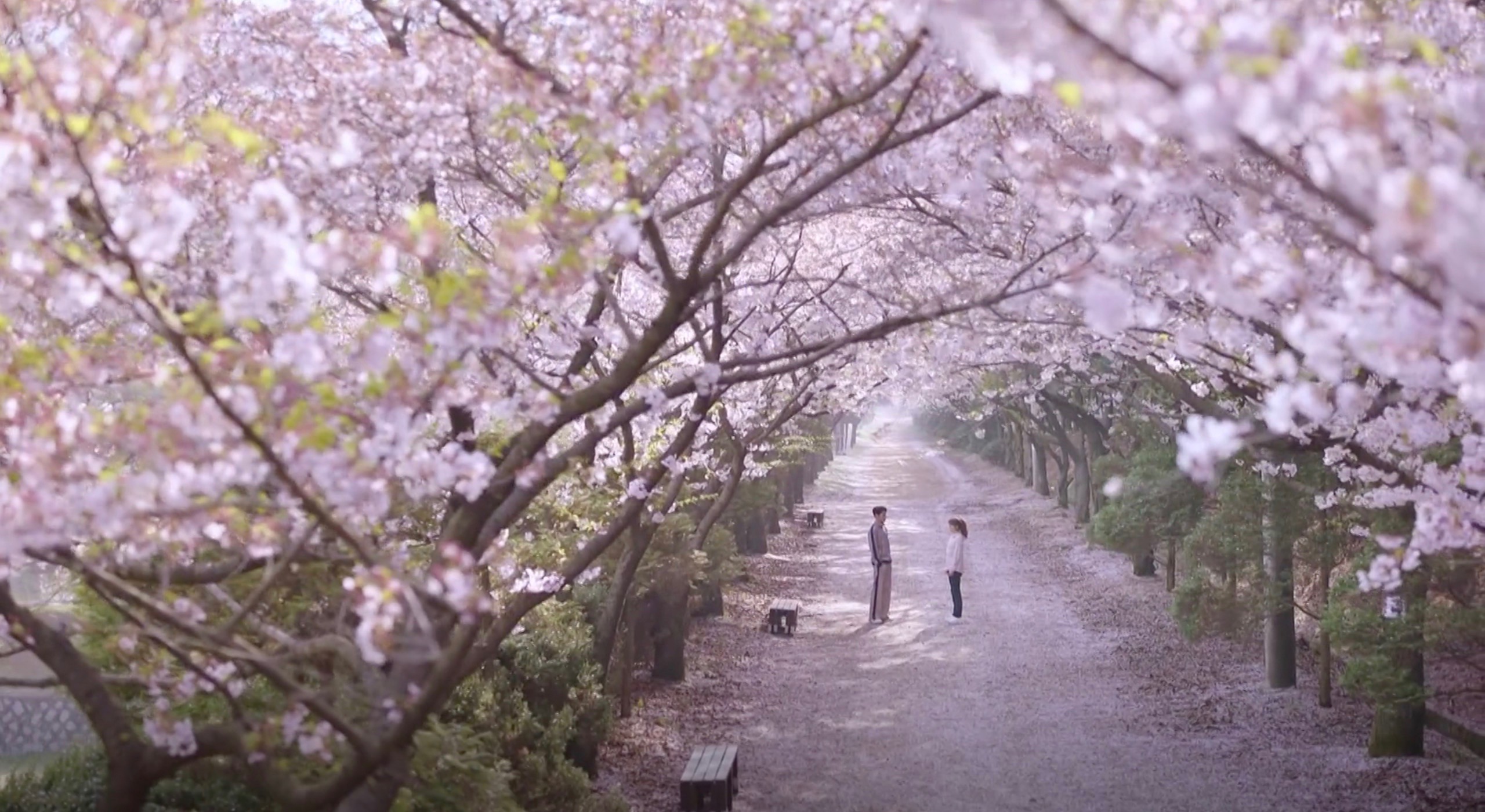 5 Korean Dramas With Cherry Blossom Setting